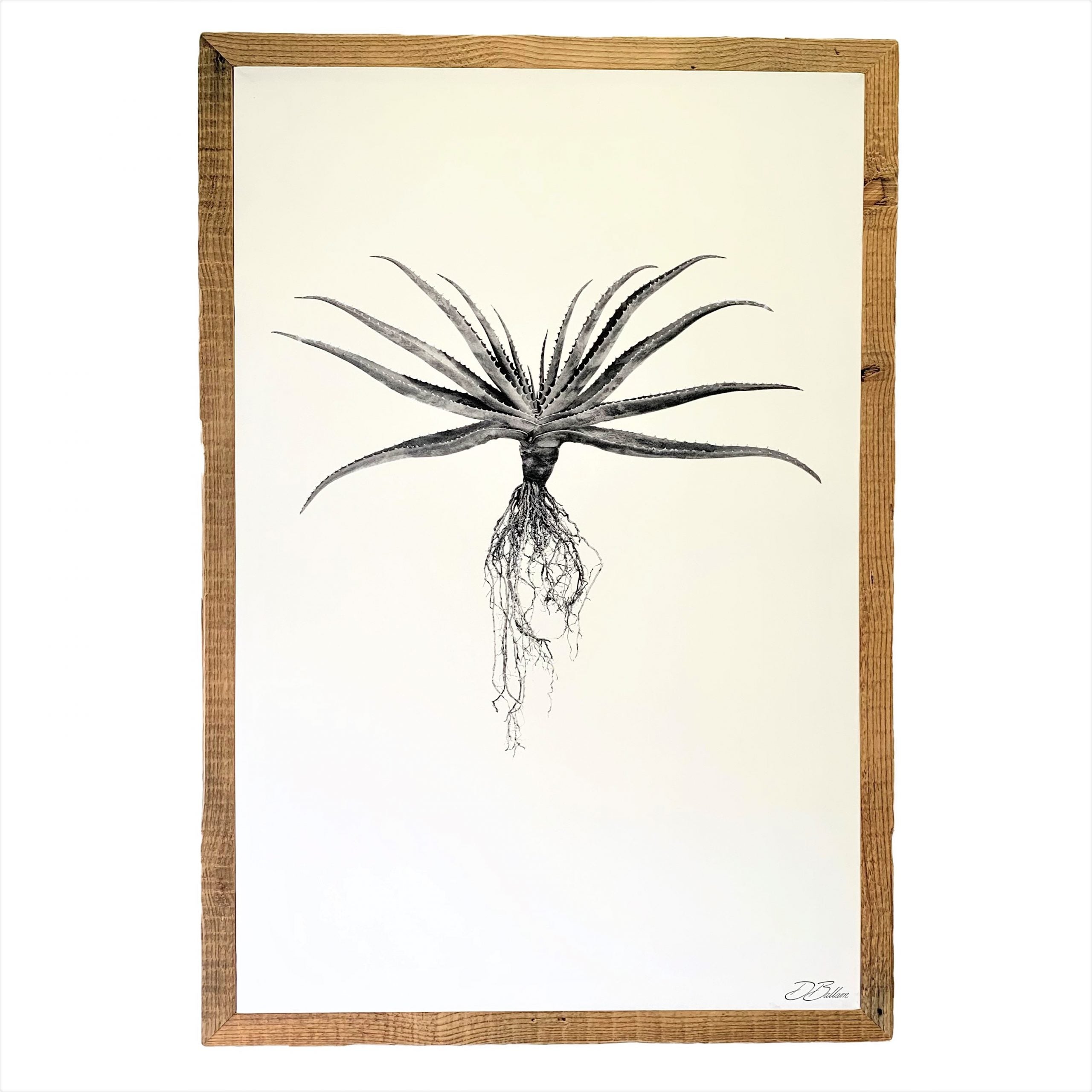 Aloe on White Framed Canvas