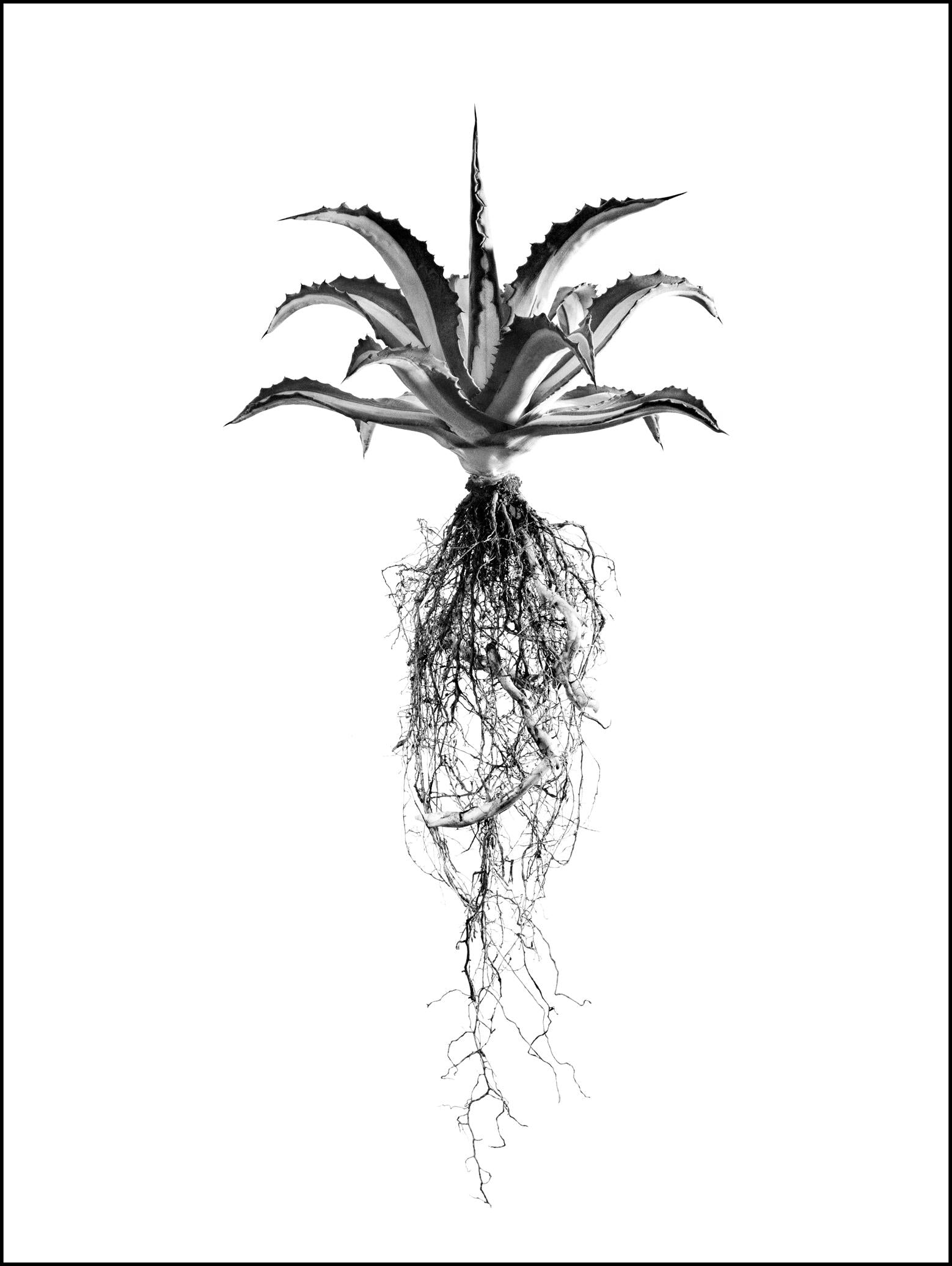 Aloe Potrait Framed Canvas