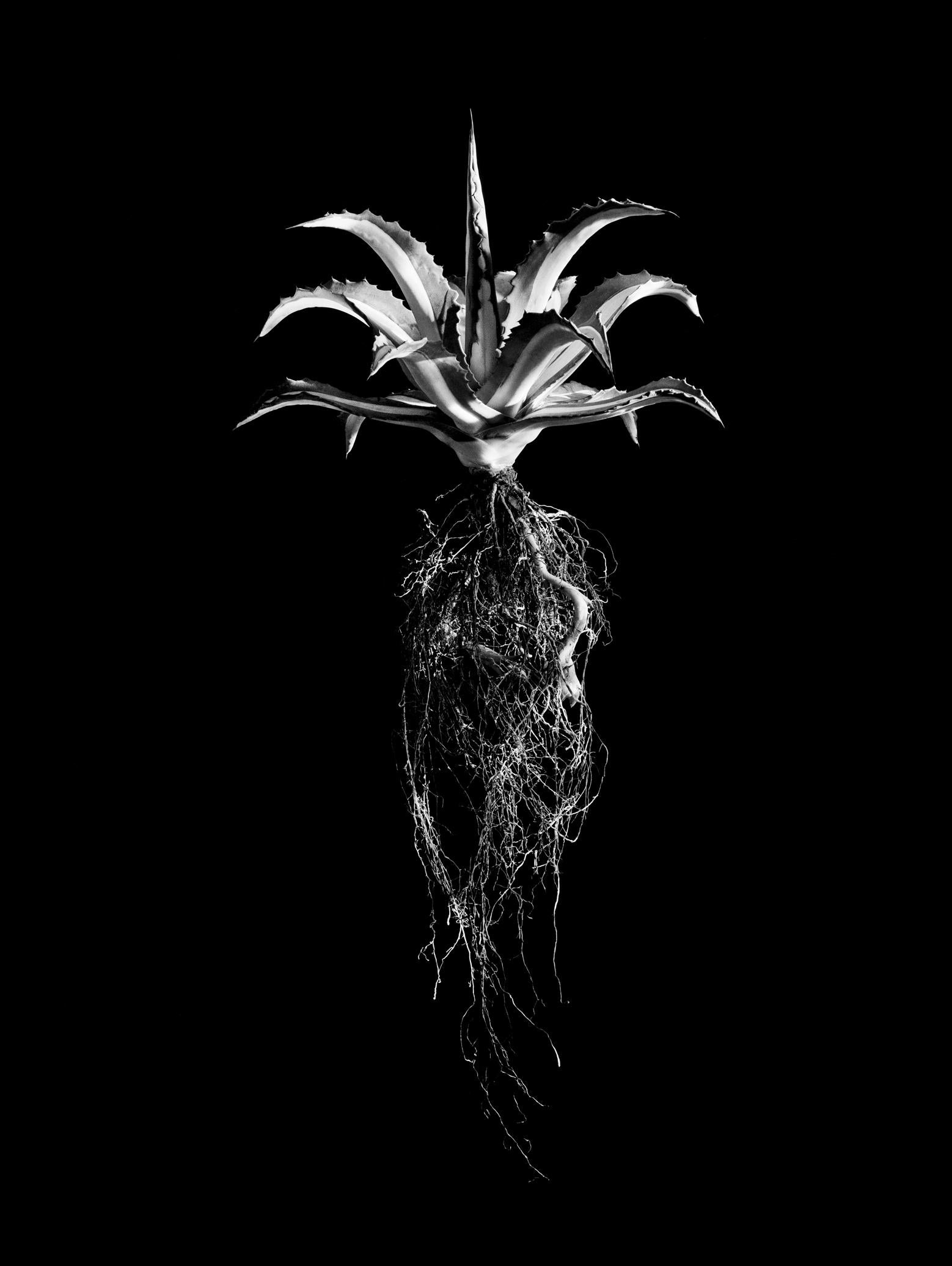 Aloe Potrait Framed Canvas