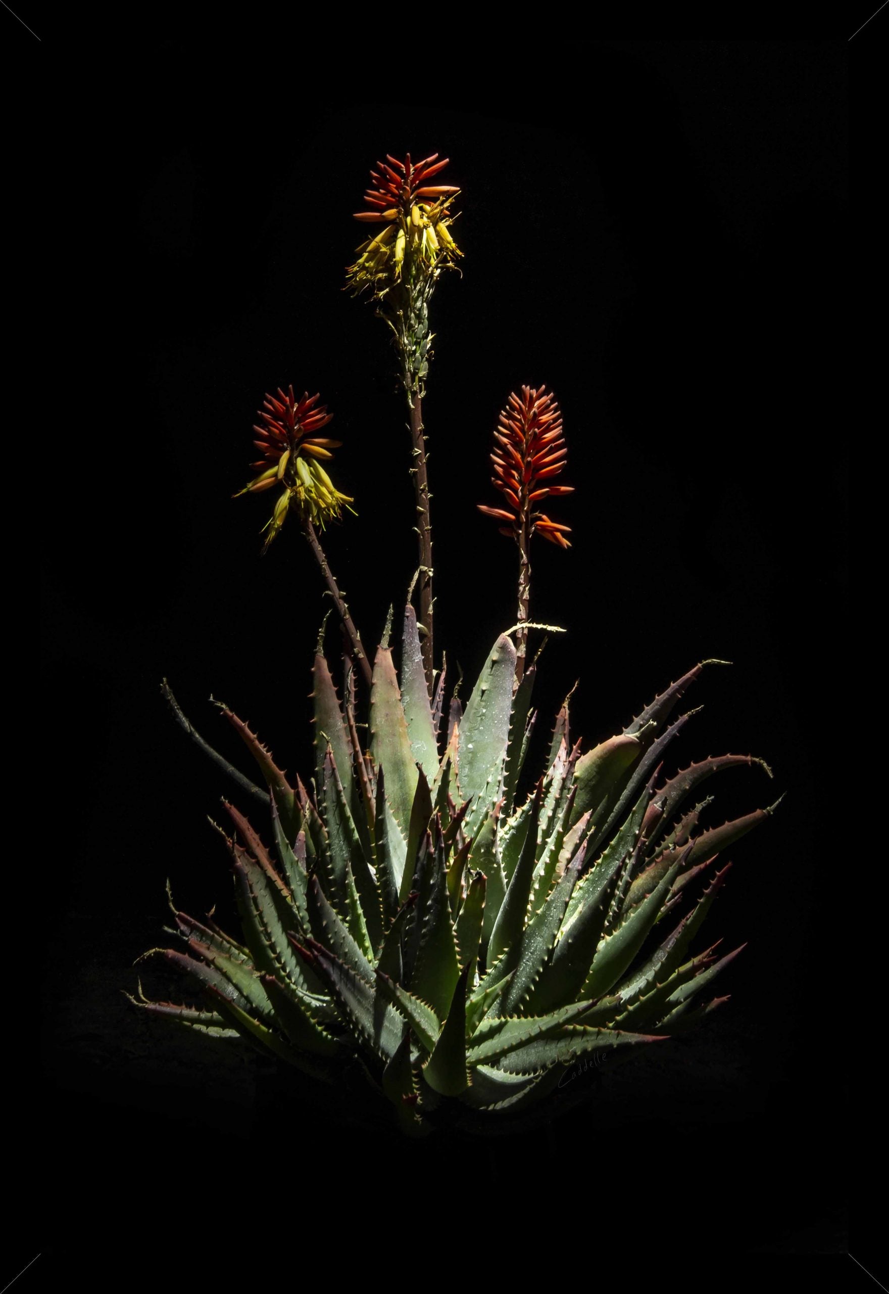 Flame Aloe Framed Canvas