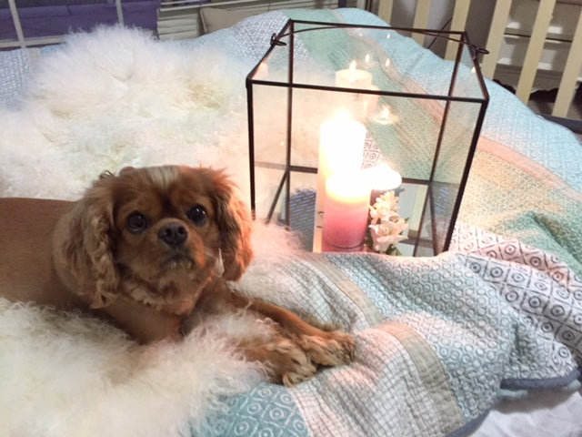 Antique Glass Display Box