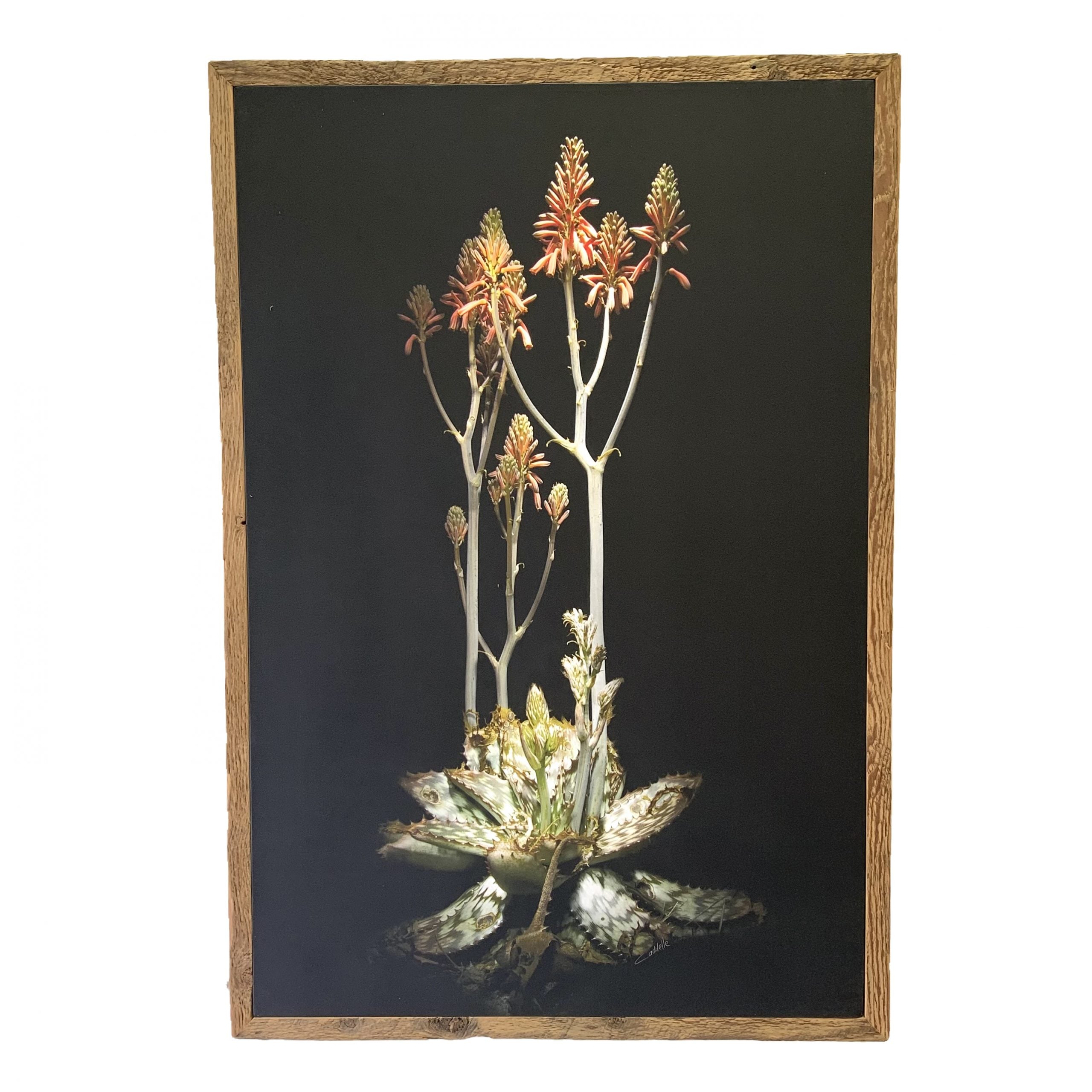 Africana Aloe Framed Canvas