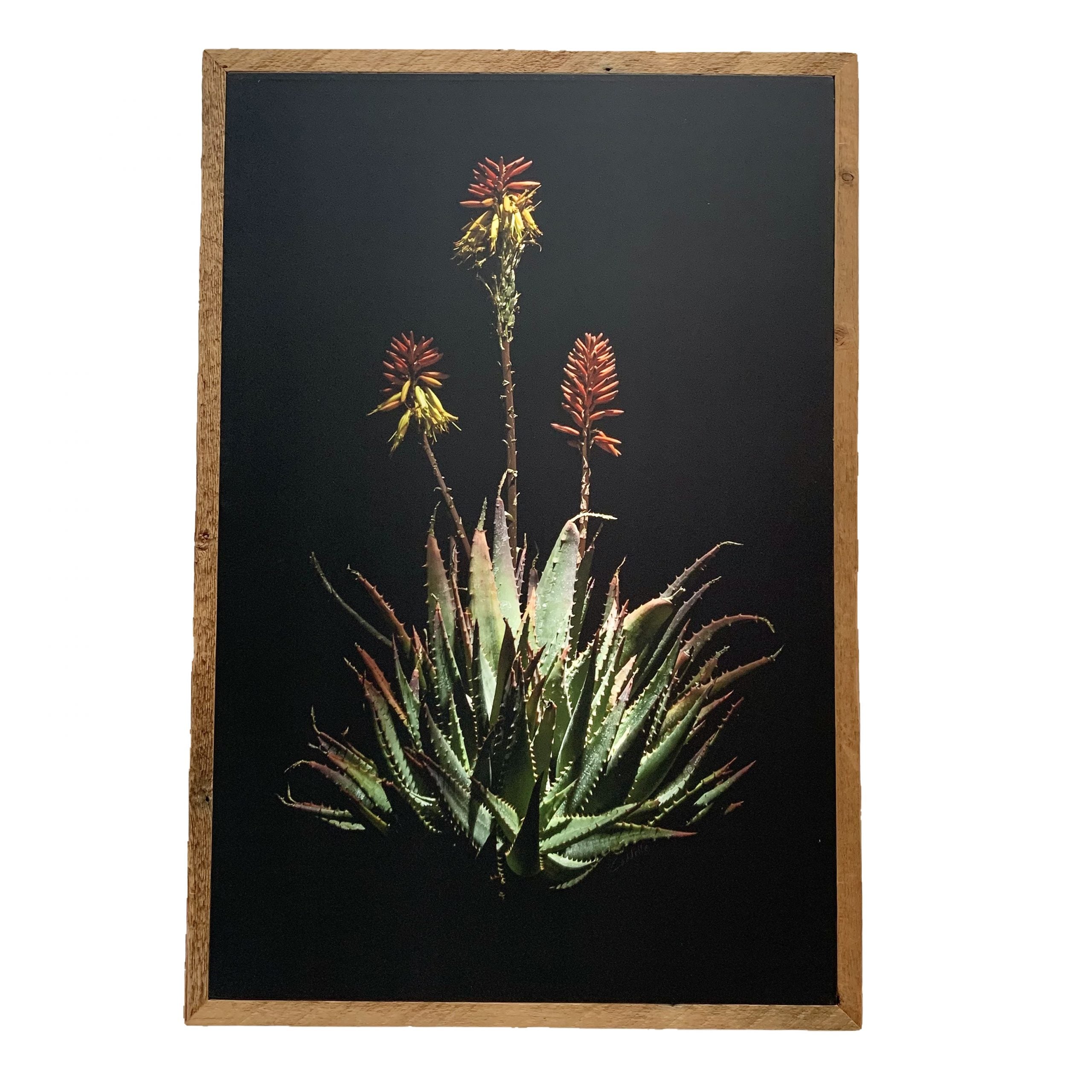 Flame Aloe Framed Canvas