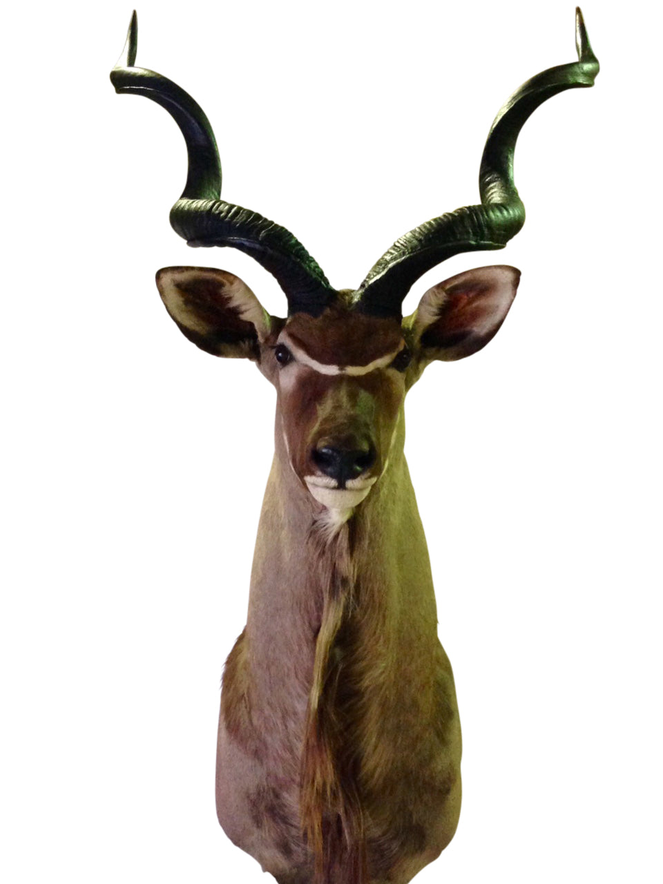 Kudu Shoulder