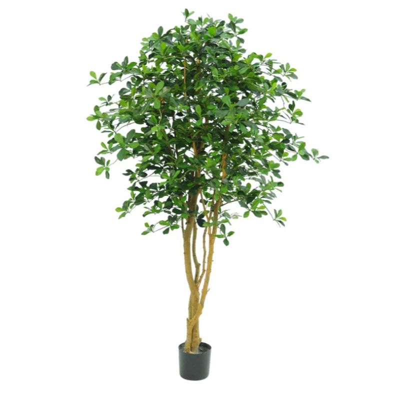 Tall Oriental Olive Tree
