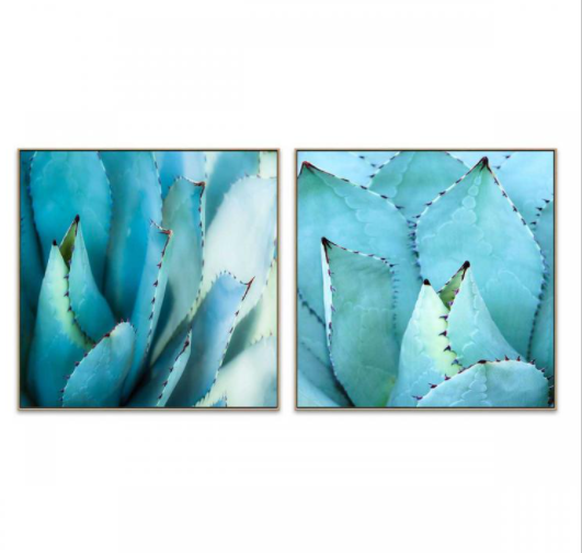 Agave Canvas Prints