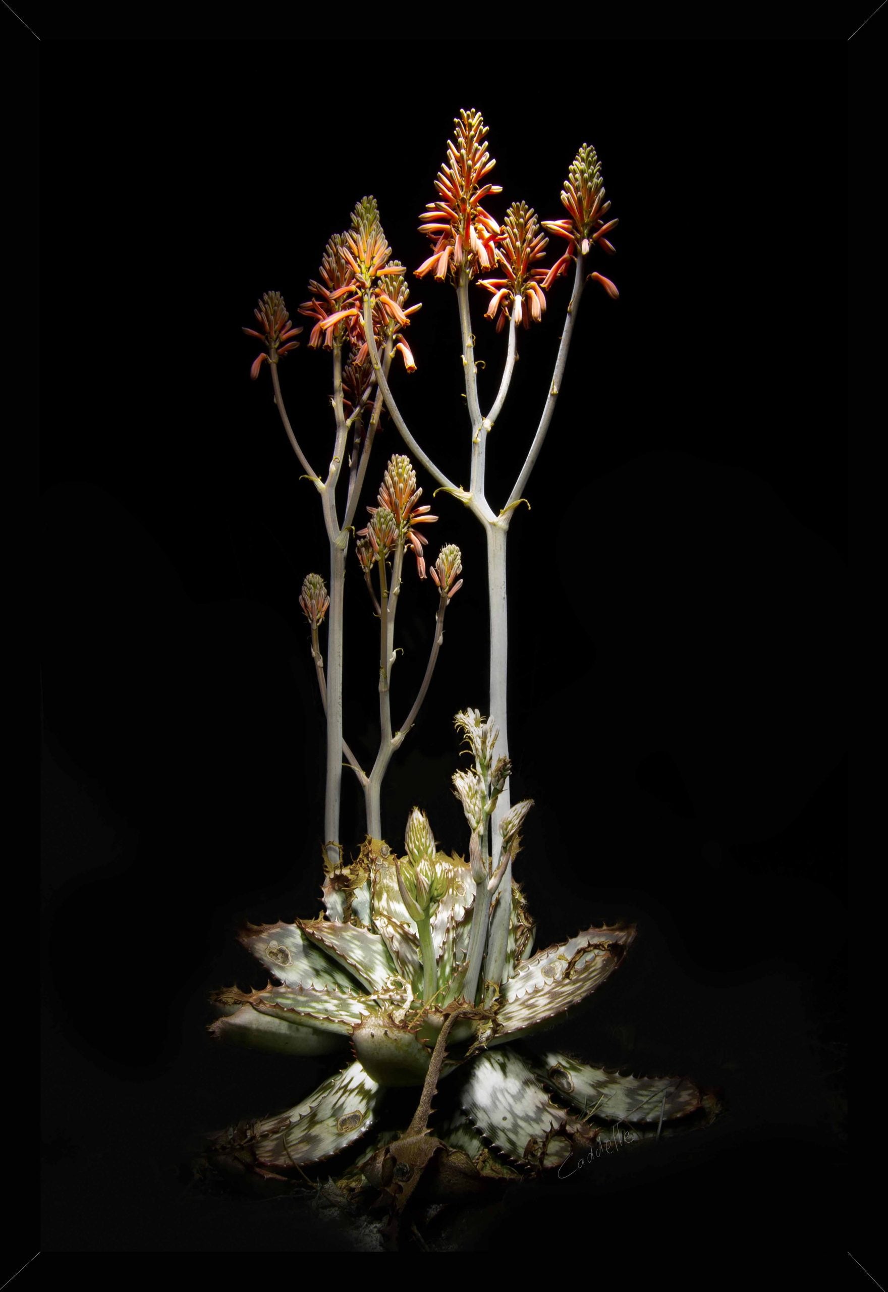 Africana Aloe Framed Canvas