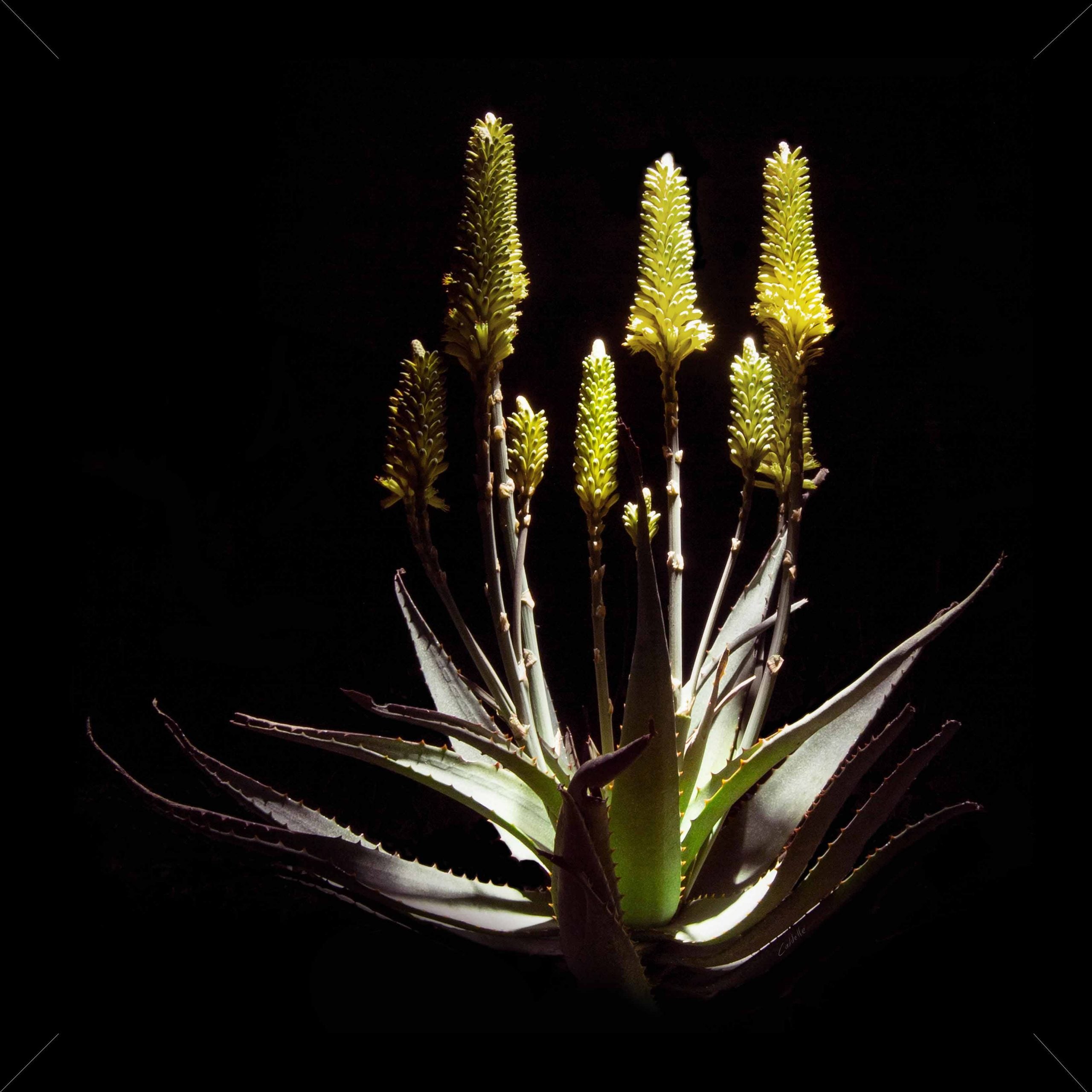 Ecologique Aloe Framed Canvas