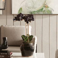 Black Orchid with 120 year old Shanxi Pot