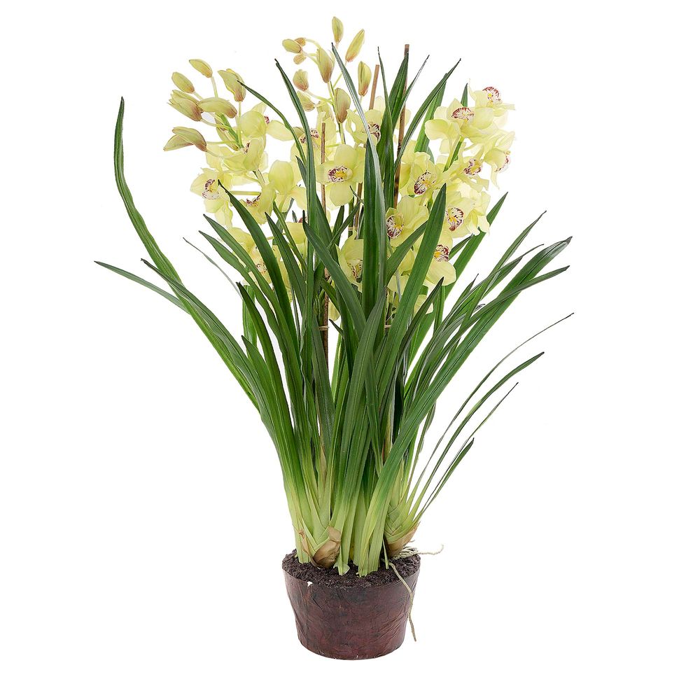 Cymbidium Giant Paper Pot