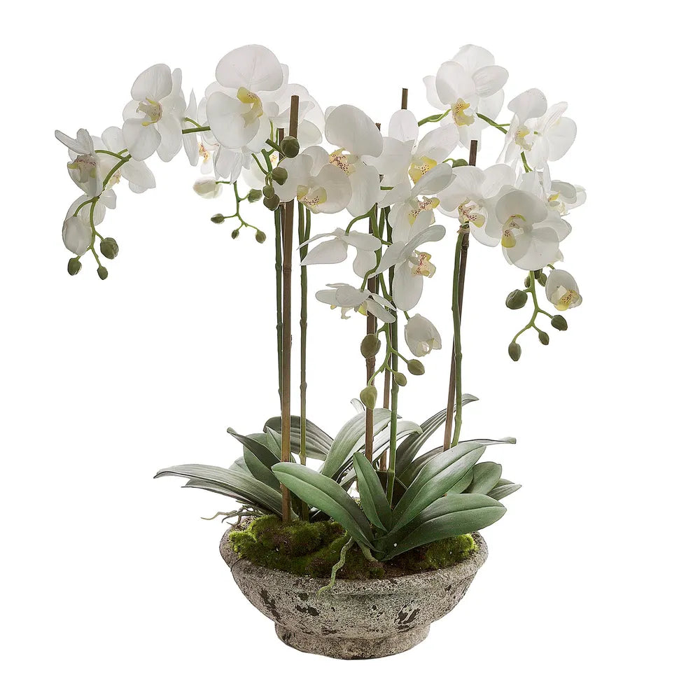 White Orchid In Pot