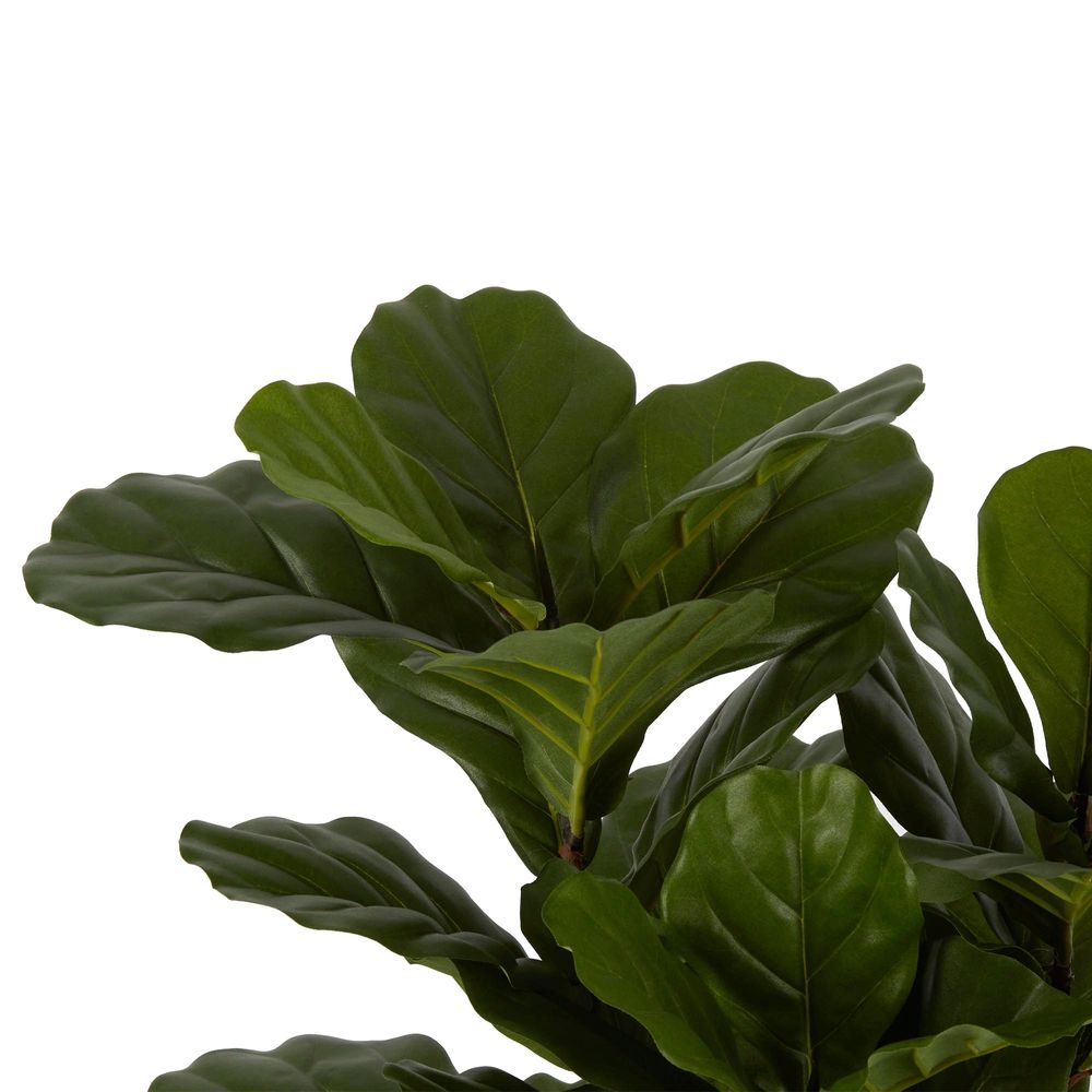 Fiddle Leaf Plant