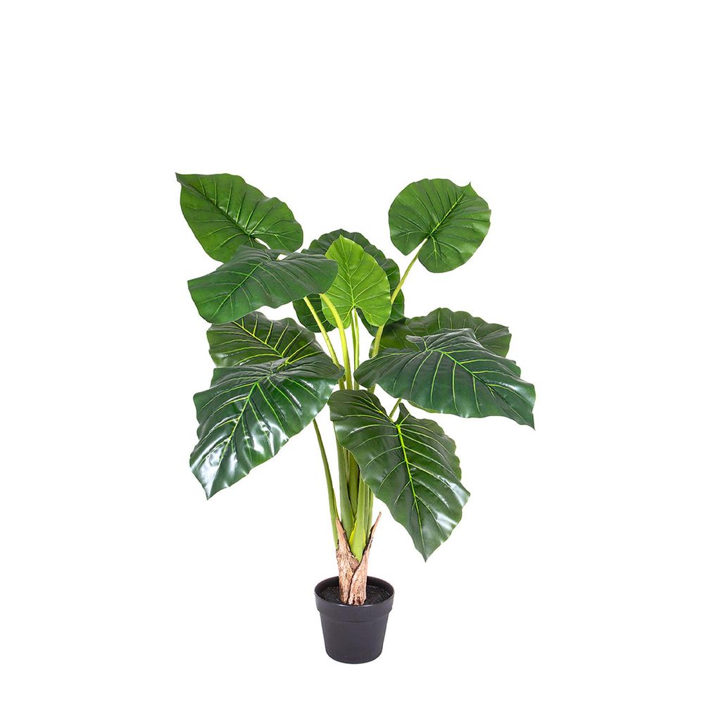 Philodendron Plant