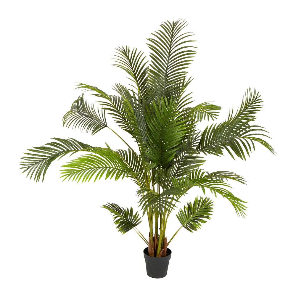 Palm Plant