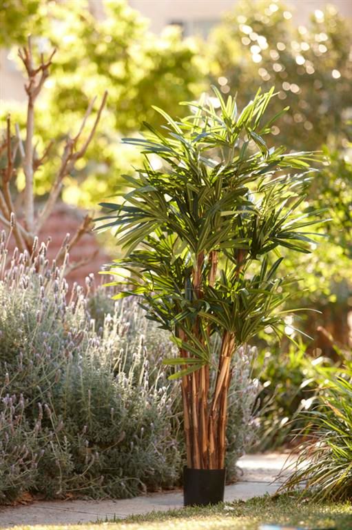 Raphis Palm Plant