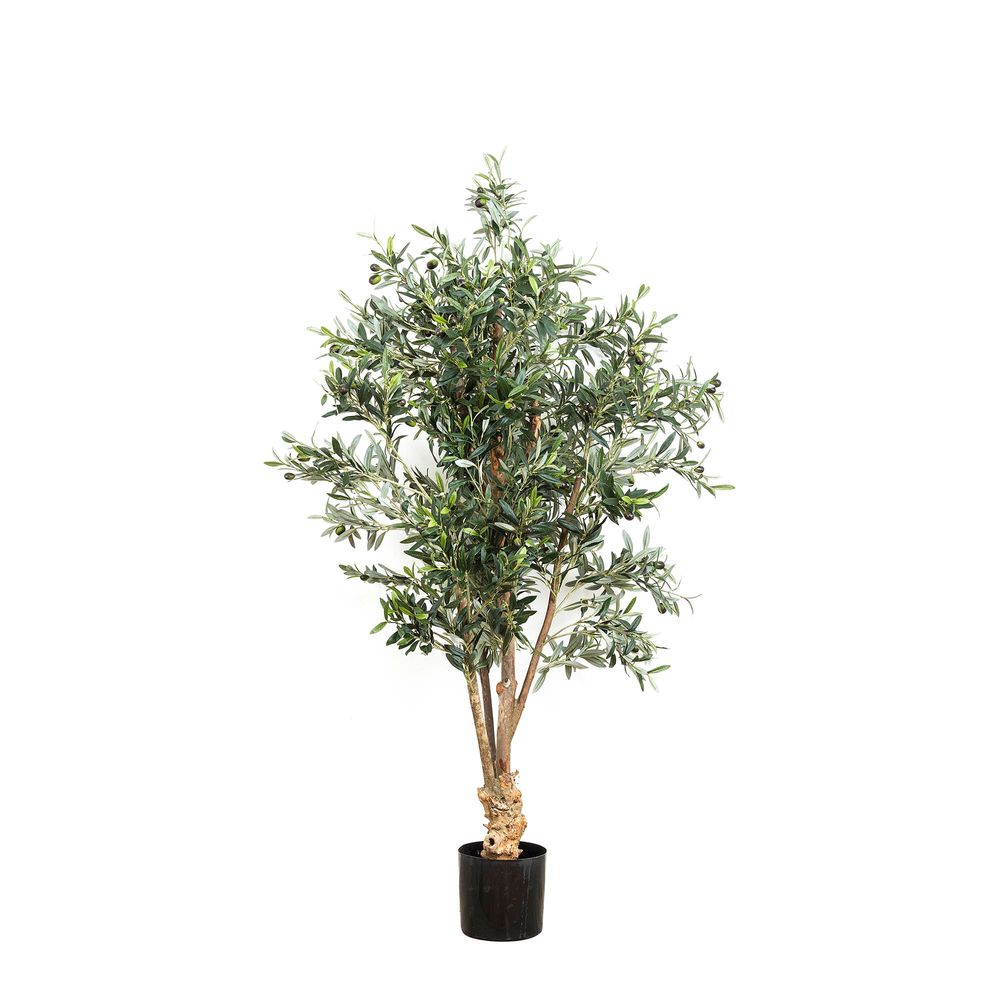 Olive Plant