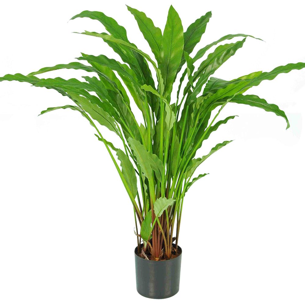 Calathea Plant