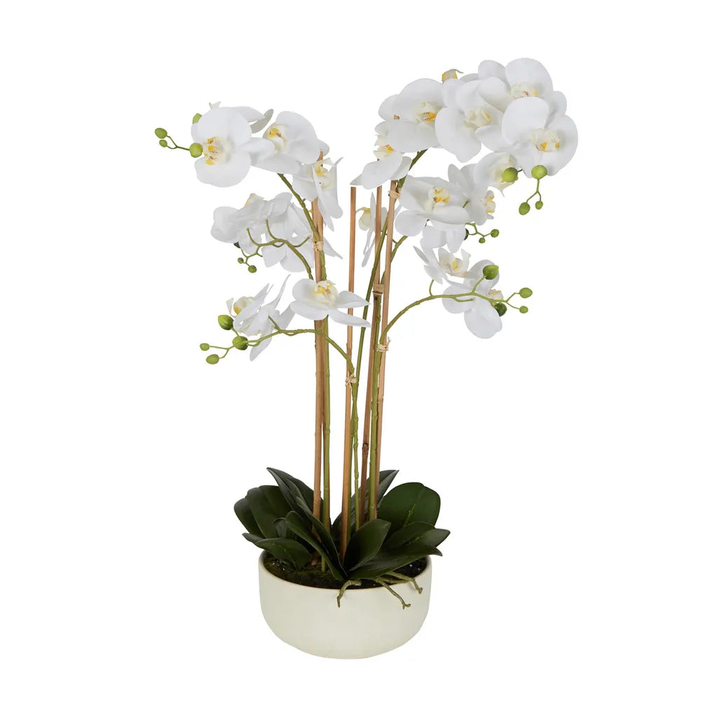 Orchid Real Touch in White Pot