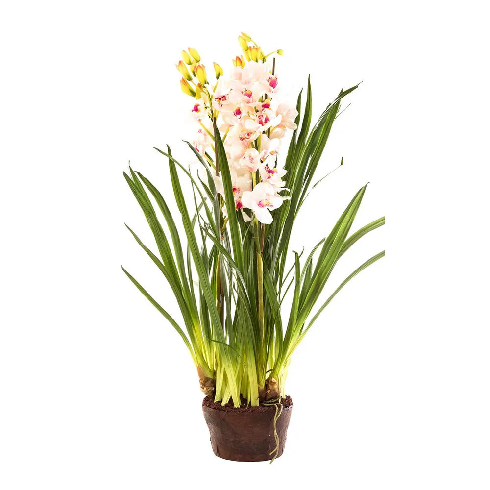 Pink Cymbidium in Giant Paper Pot
