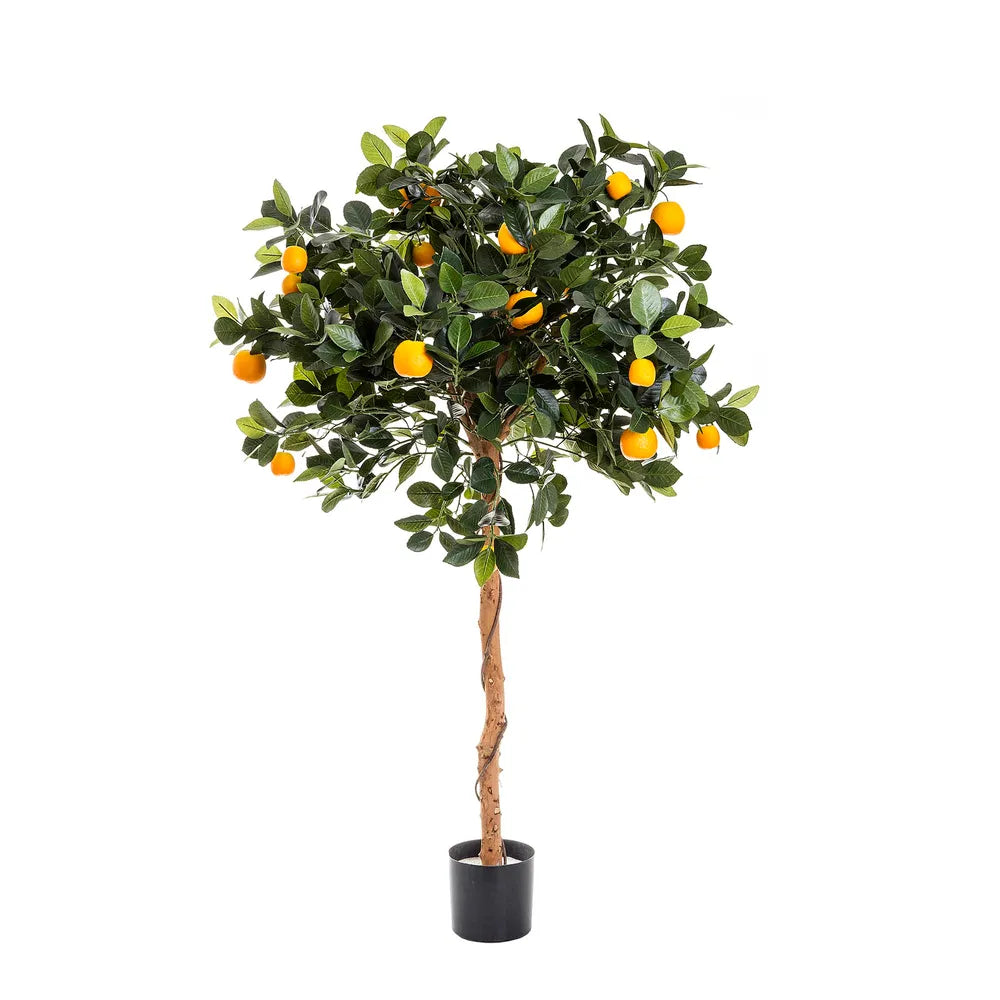 Orange Plant
