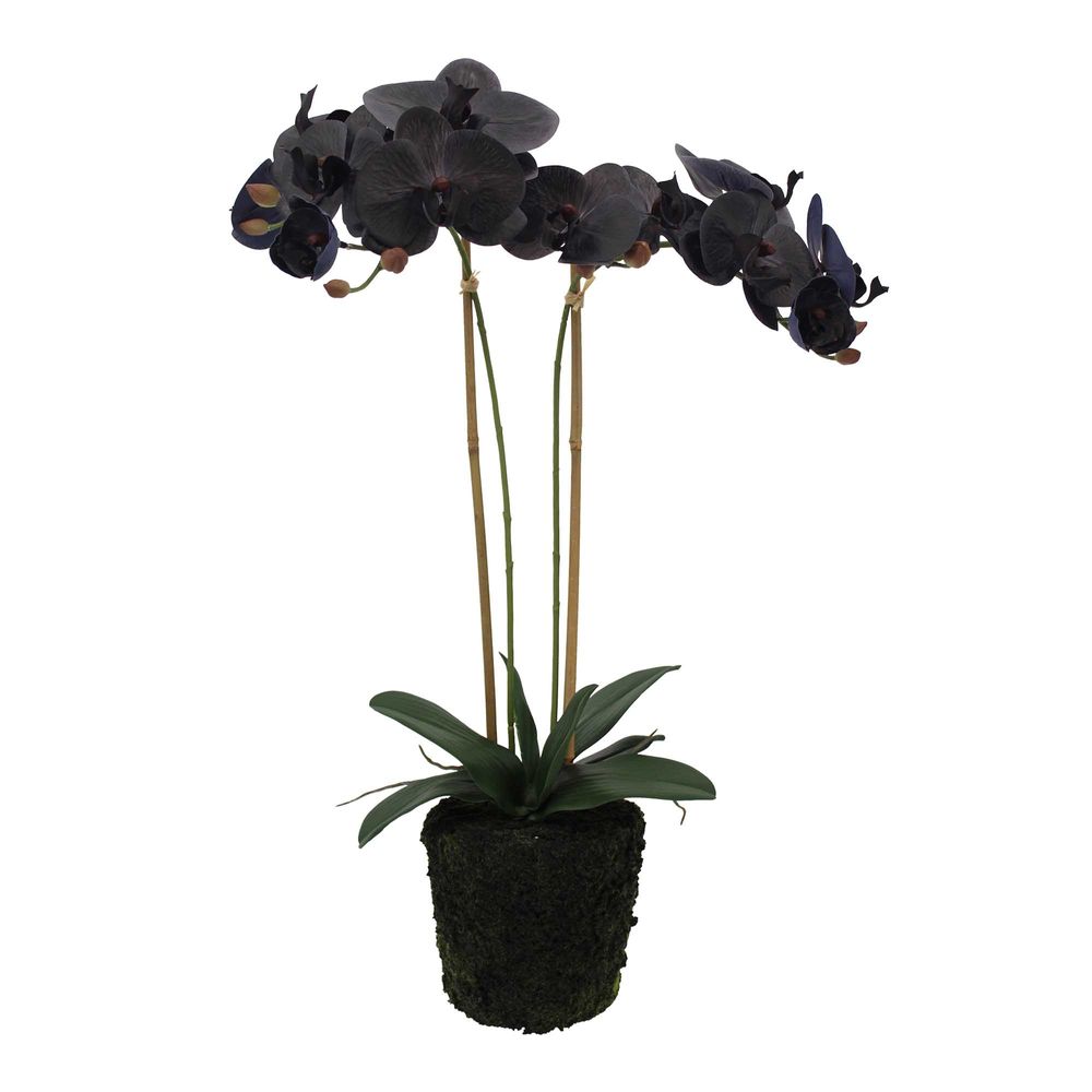 Black Orchid with 120 year old Shanxi Pot