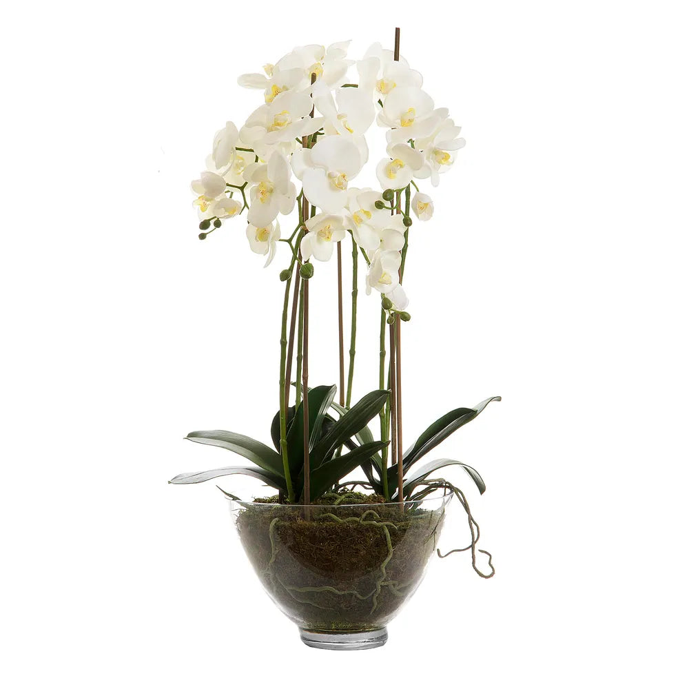 Orchid in Glass Bowl