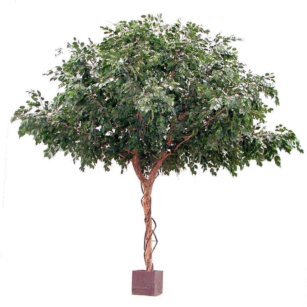 Giant Ficus Plant