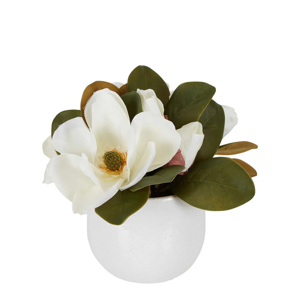 Magnolia in Ceramic Pot