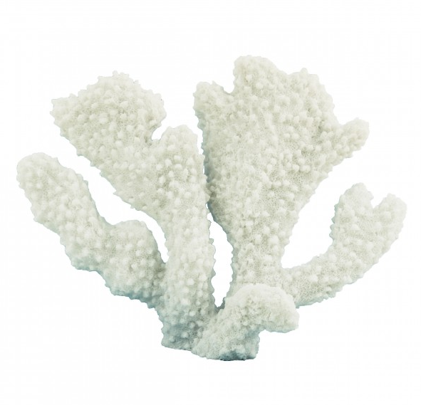Horn Coral