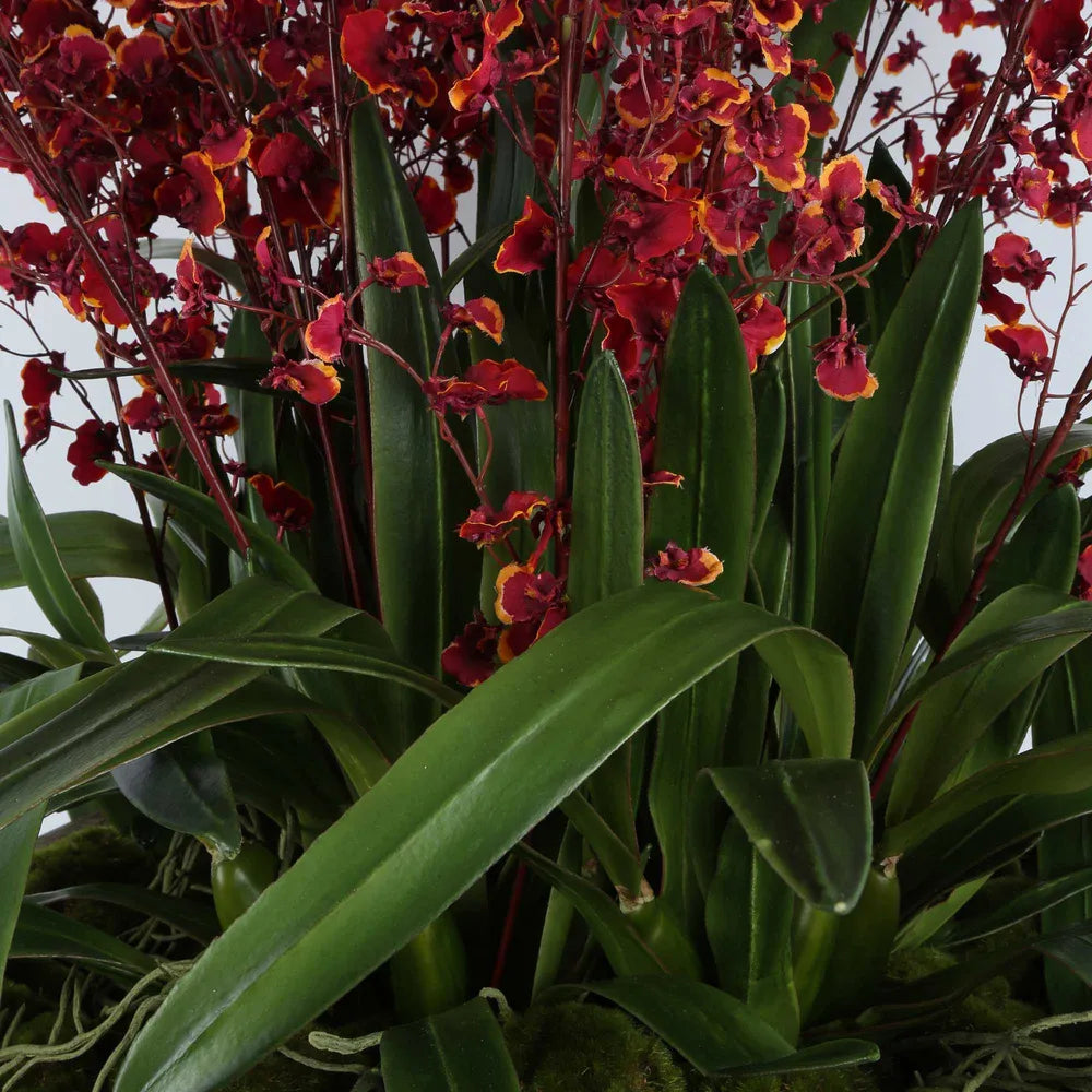 Red Dancing Orchid Cluster