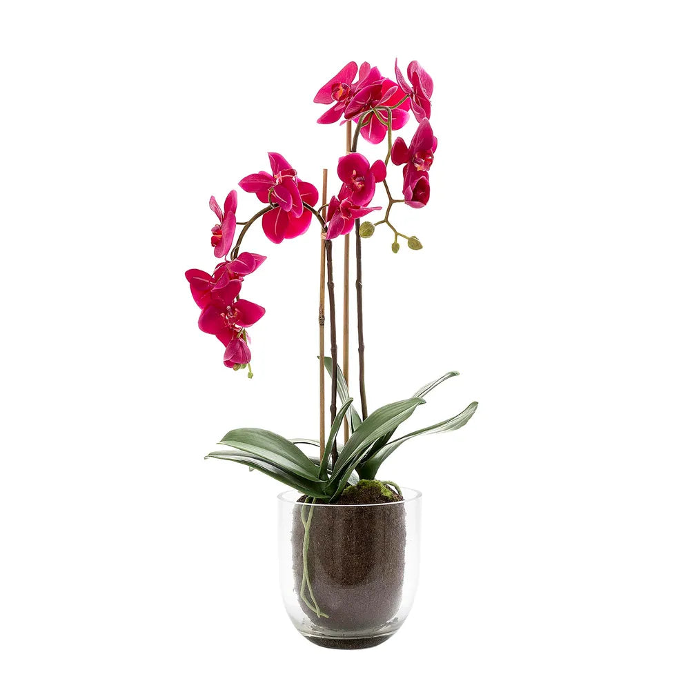 Fuchsia Coloured Orchid in Glass Vase