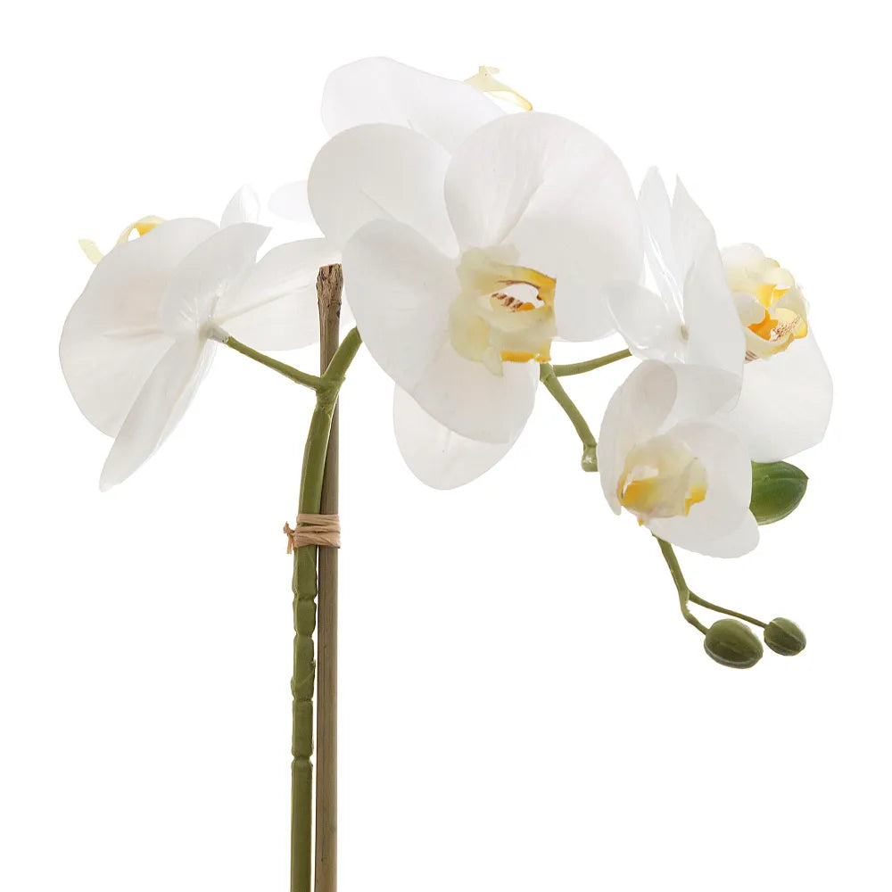 Phalaenopsis Orchid Stem