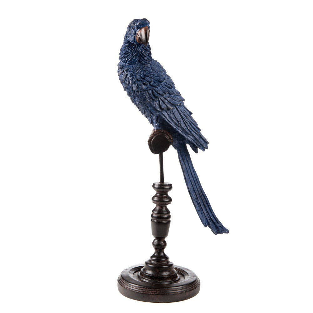 Ornithology Avairy Parrot Indigo
