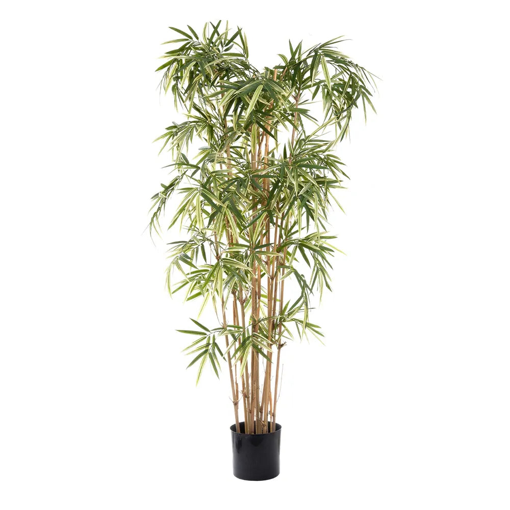 Bamboo Plant - 1.7m Tall