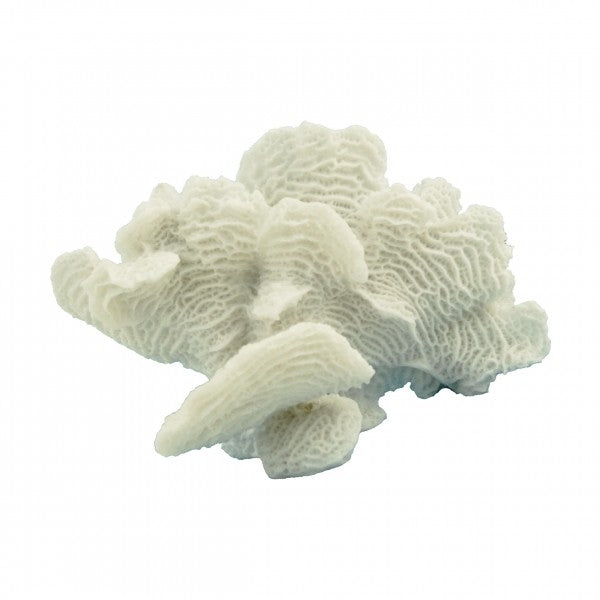 Acropora  Coral