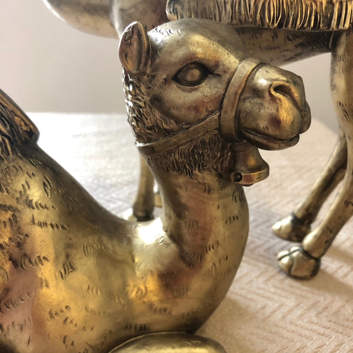 Cairo Sitting Camel
