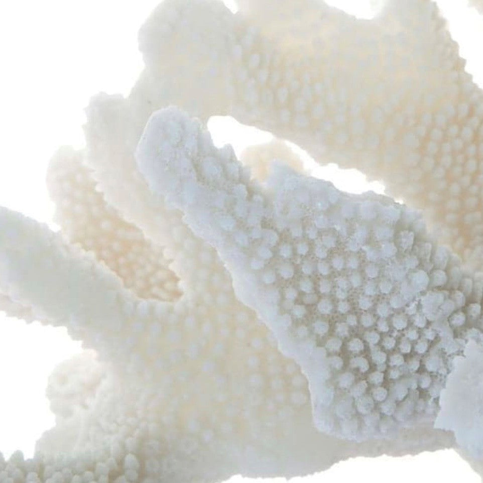 Port Douglas Decorator Coral in White