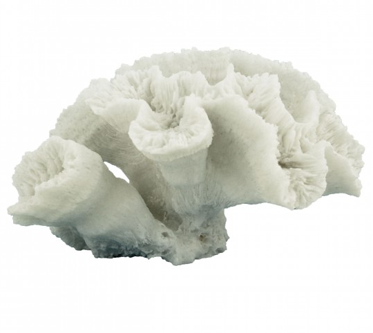 Cactus Coral