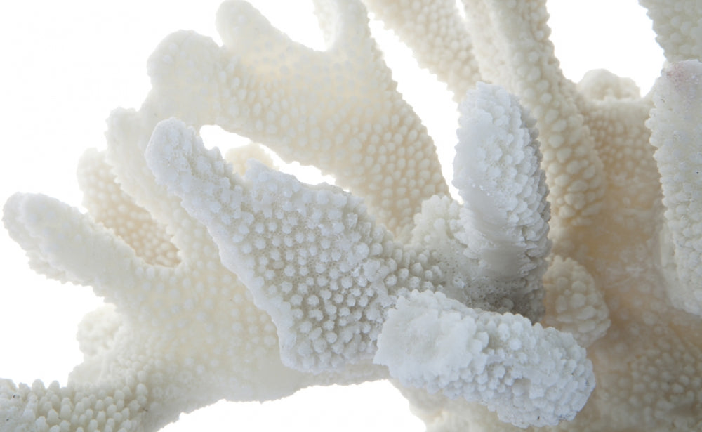 Port Douglas Decorator Coral in White