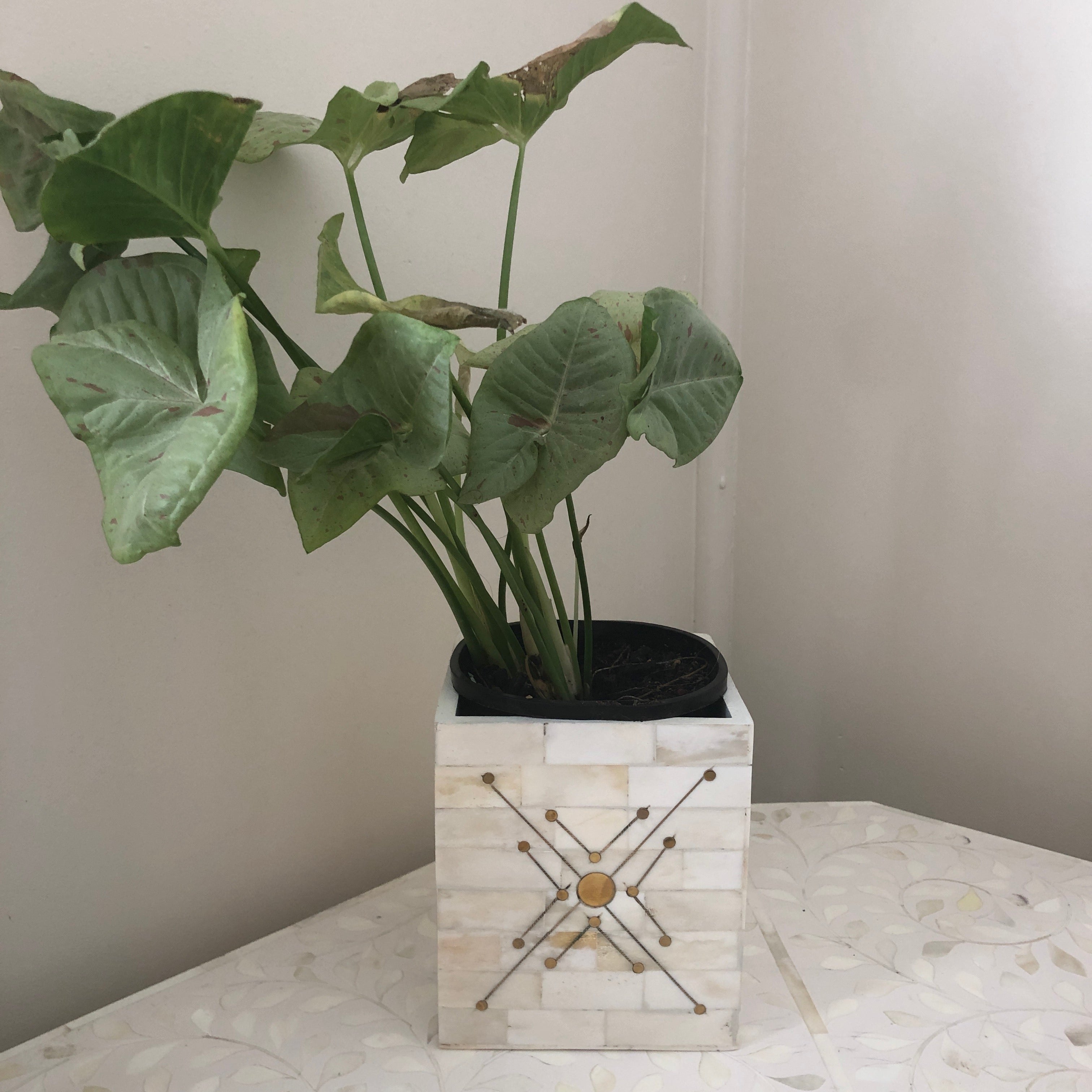 Fenwick Tissue Box Cover Small