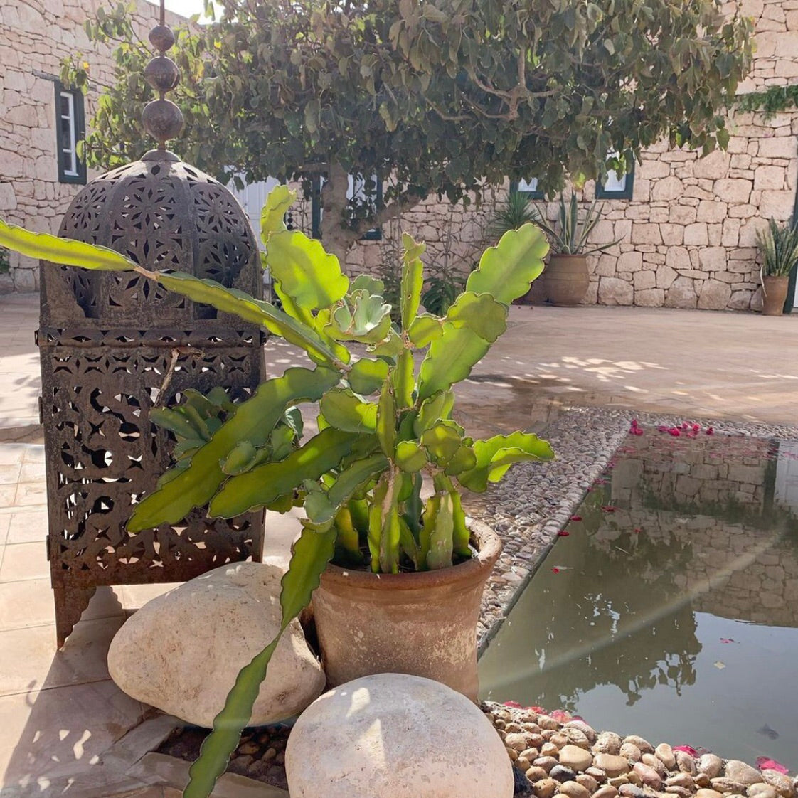 Casablanca Lantern