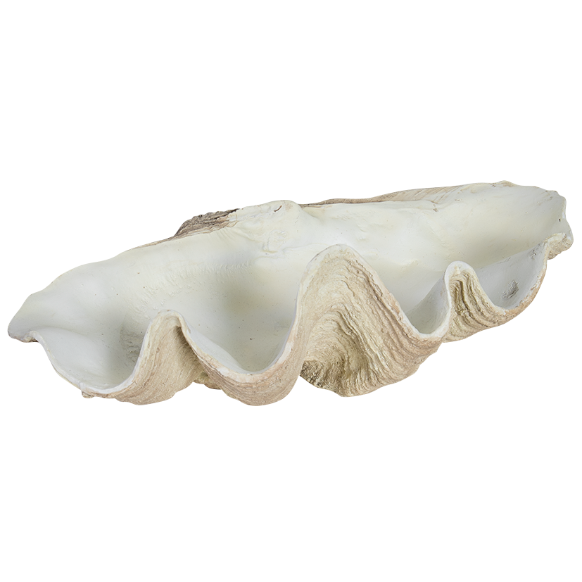 Giant Clam Shell - Natural Look - Clearance