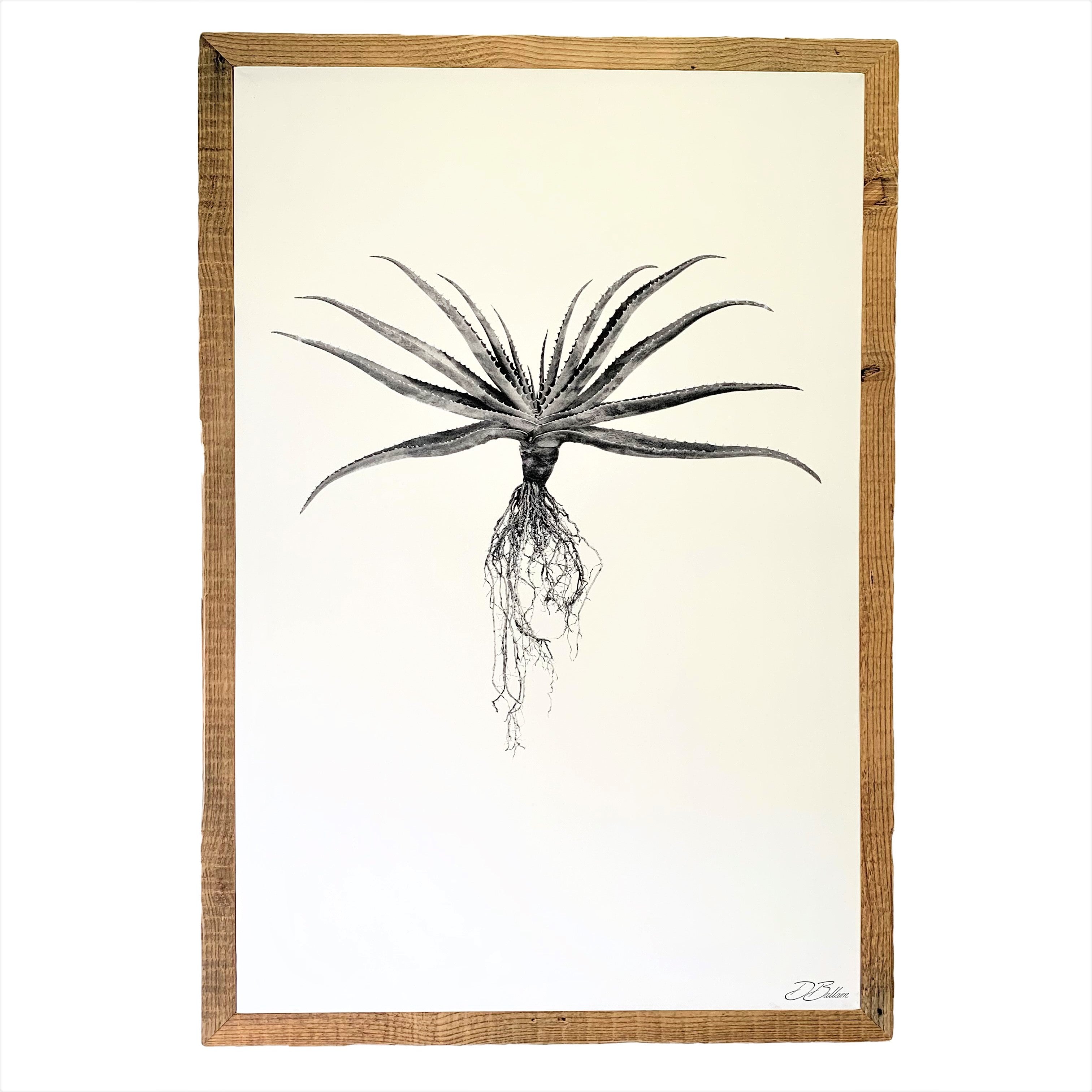 Aloe Potrait Framed Canvas