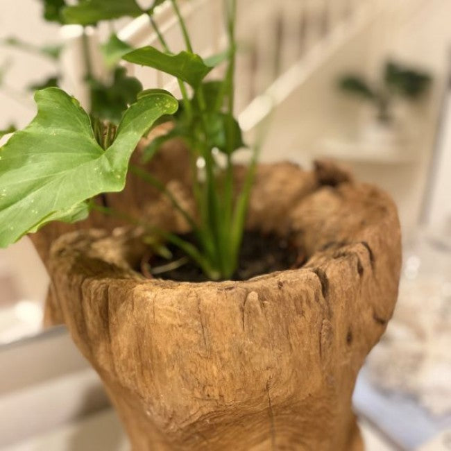 Attic Teak Pot