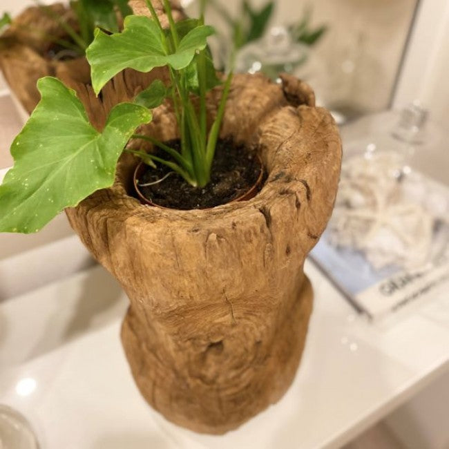 Attic Teak Pot