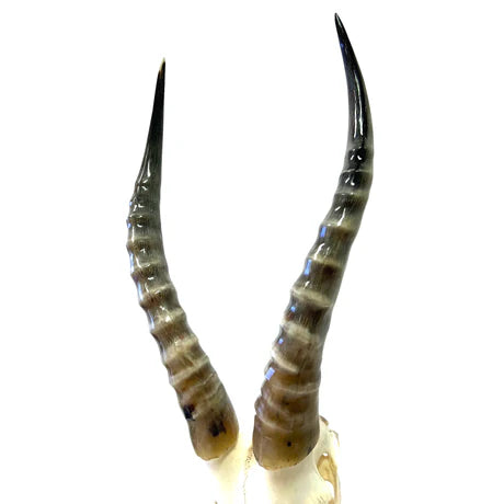 Mounted Oiled Blesbok