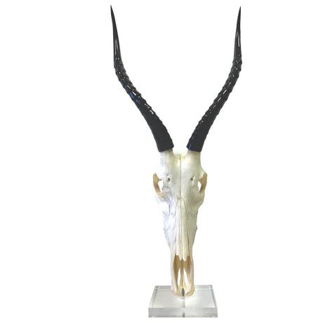 Mounted Oiled Blesbok