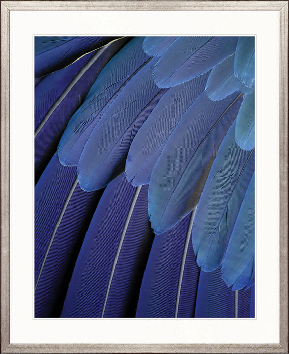 Exotic Feather II by Designer Boys