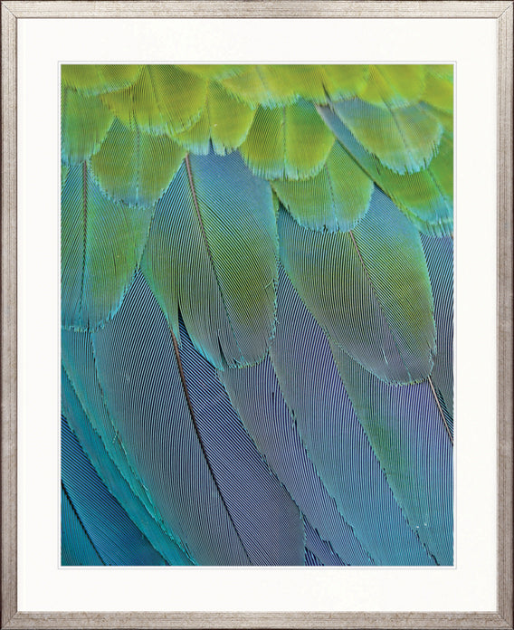 Exotic Feather V by Designer Boys