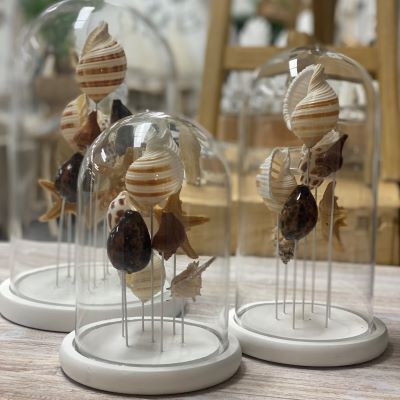 Bis Cloche Assort Shells Dome